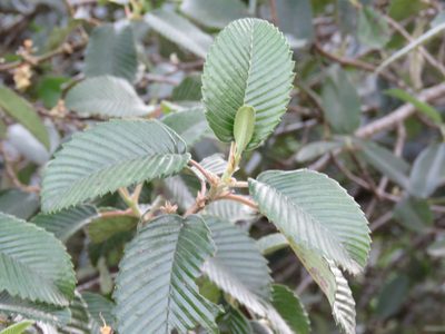 Cercocarpus macrophyllus, photographed by Bernardino Villa B.