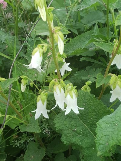 Campanula alliariifolia, photographed by Дауд Арсанукаев
