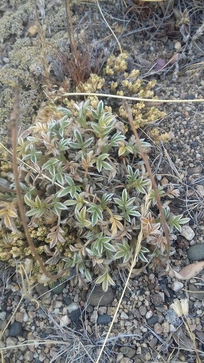 Acaena splendens, photographed by alvarosaurus