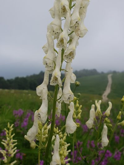 Aconitum orientale, photographed by Дауд Арсанукаев