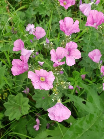Linum hypericifolium, photographed by Дауд Арсанукаев