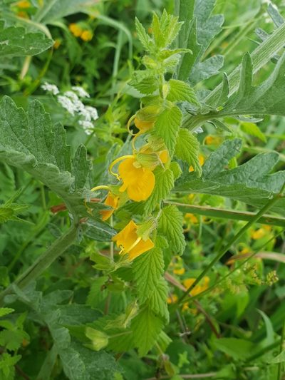 Rhynchocorys orientalis, photographed by Дауд Арсанукаев