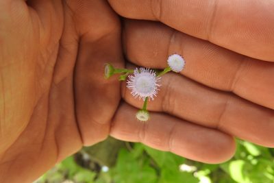 Ageratum gaumeri, photographed by Sebastián de Jesús Herrera Buenfil