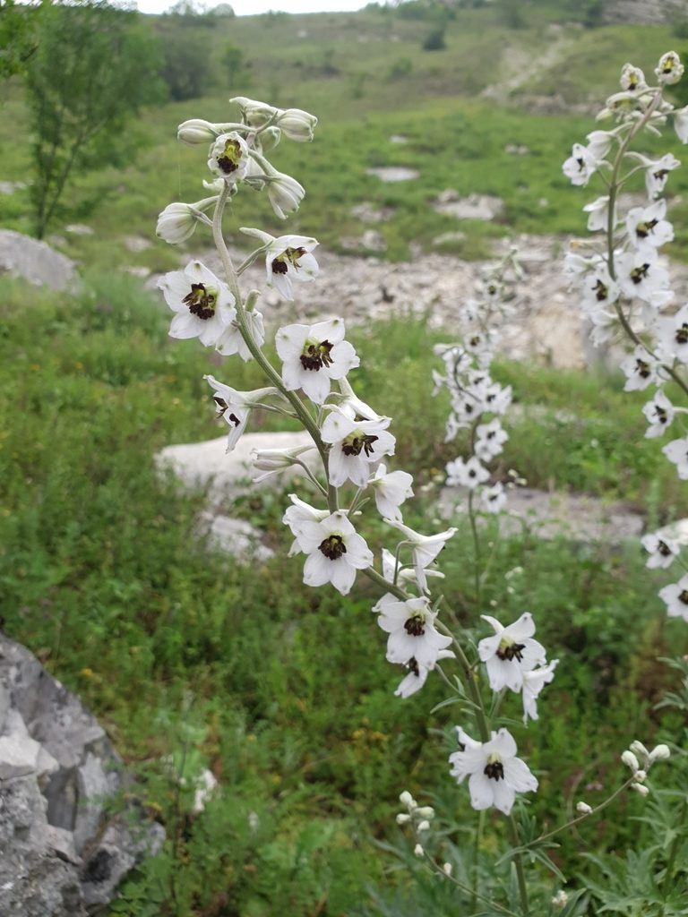 Delphinium crispulum, photographed by Дауд Арсанукаев