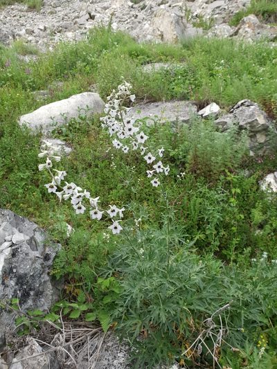 Delphinium crispulum, photographed by Дауд Арсанукаев