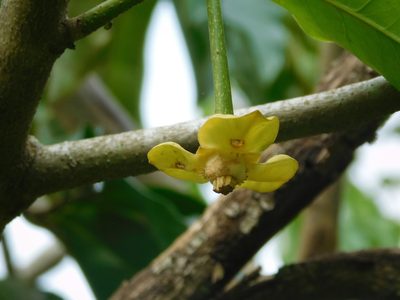 Cymbopetalum baillonii, photographed by Bernardino Villa B.