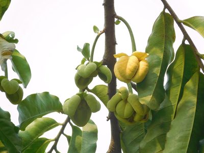 Cymbopetalum baillonii, photographed by Bernardino Villa B.