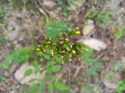 Hypericum montanum, photographed by Josep Gesti