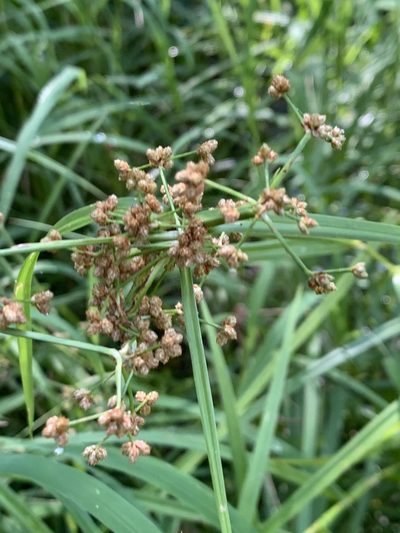 Scirpus polyphyllus, photographed by jrrigby