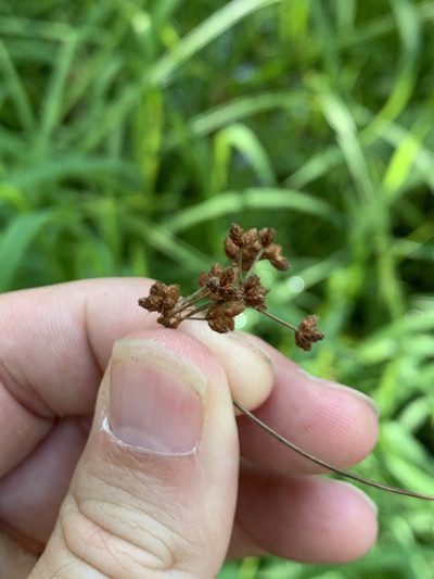Scirpus polyphyllus, photographed by jrrigby