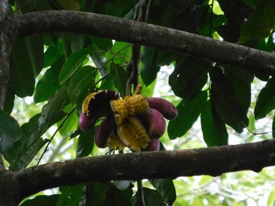 Cymbopetalum baillonii, photographed by Bernardino Villa B.