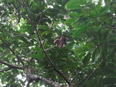 Cymbopetalum baillonii, photographed by Bernardino Villa B.