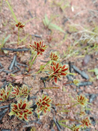 Cyperus psammophilus, photographed by Marc Fradera-Soler