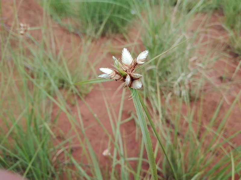 Cyperus niveus, photographed by Marc Fradera-Soler