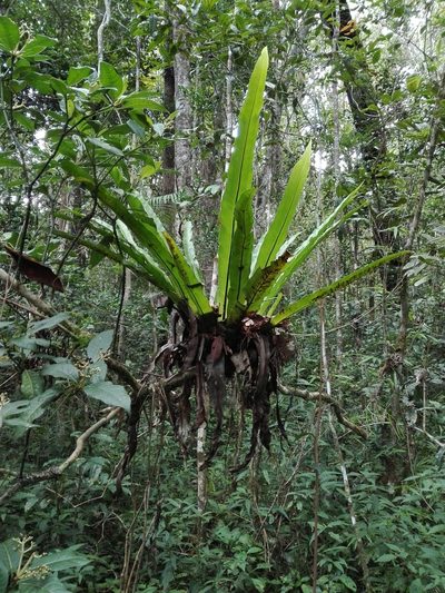 Asplenium mauritianum, photographed by Marc Fradera-Soler