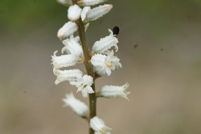 Aletris farinosa, photographed by Matt Pelikan