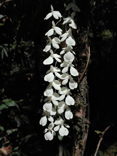 Aerangis citrata, photographed by Marc Fradera-Soler