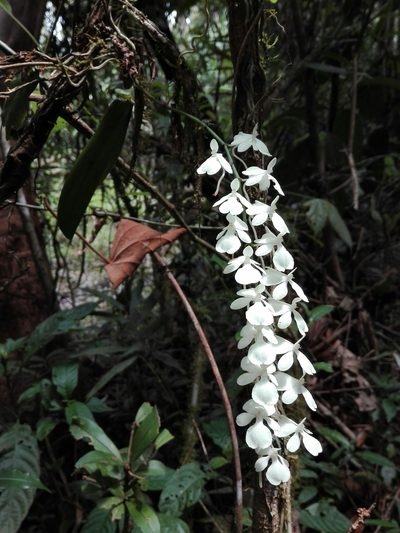 Aerangis citrata, photographed by Marc Fradera-Soler