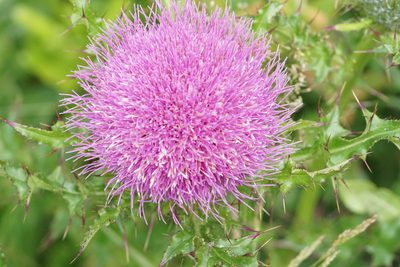 Cirsium pumilum, photographed by Matt Pelikan
