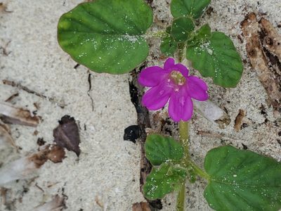 Okenia hypogaea