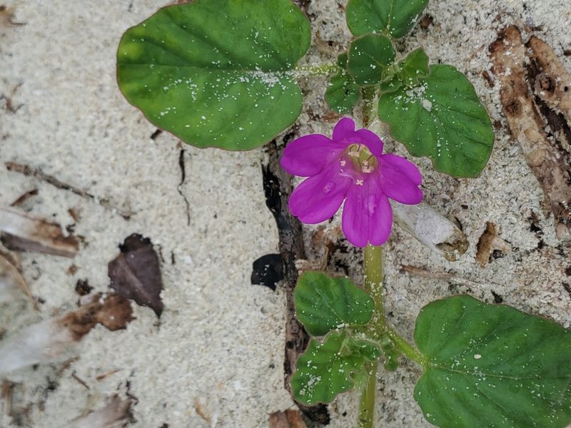 Okenia hypogaea, photographed by Trevor Harding