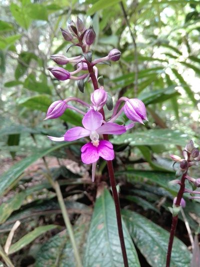 Calanthe madagascariensis, photographed by Marc Fradera-Soler