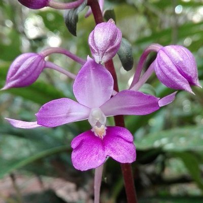 Calanthe madagascariensis, photographed by Marc Fradera-Soler