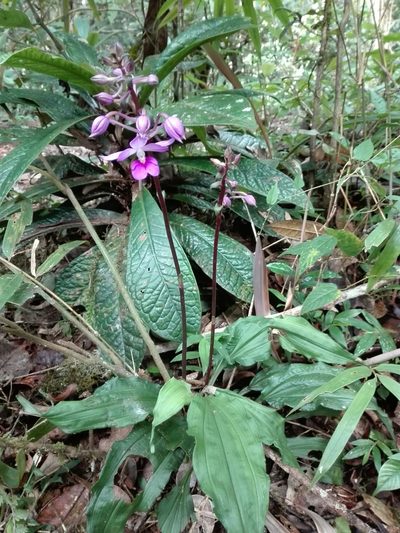 Calanthe madagascariensis, photographed by Marc Fradera-Soler