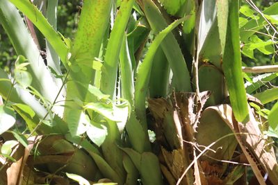 Aechmea bracteata, photographed by Cenoteando