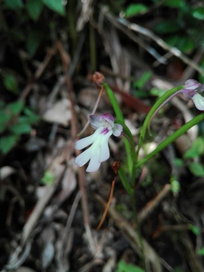 Cynorkis fastigiata, photographed by Marc Fradera-Soler