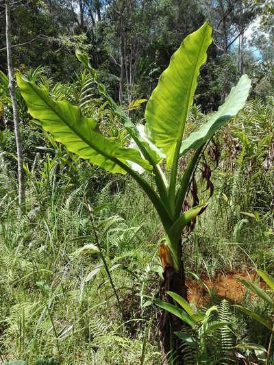 Typhonodorum lindleyanum, photographed by Marc Fradera-Soler