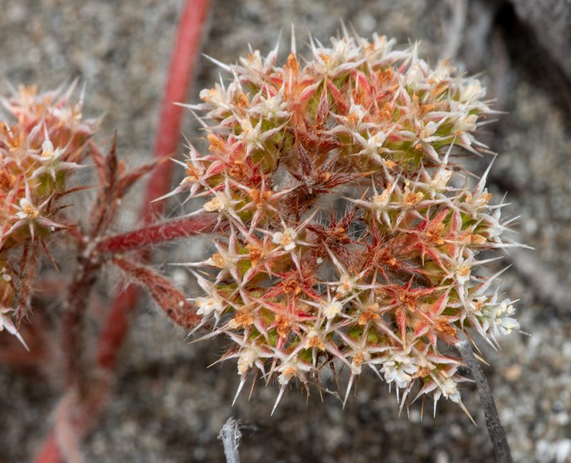 Chorizanthe howellii, photographed by Don Loarie