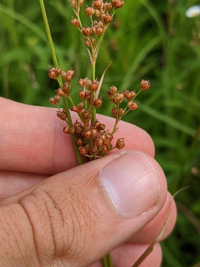 Juncus biflorus, photographed by Nathan Aaron