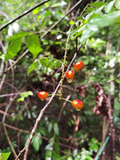 Picramnia antidesma, photographed by Eduardo Chacón Madrigal