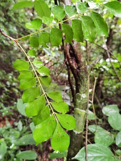 Picramnia antidesma, photographed by Eduardo Chacón Madrigal