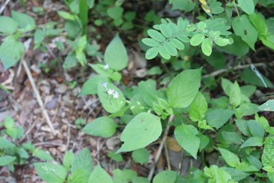 Priva lappulacea, photographed by Cenoteando