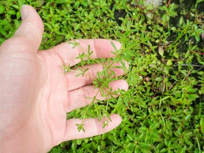 Galium trifidum, photographed by Lynn Harper