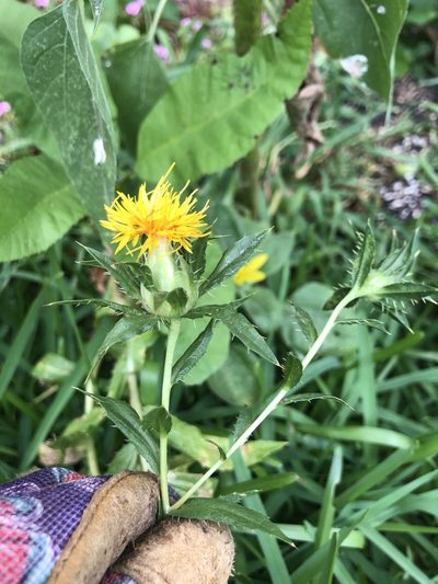 Carthamus tinctorius, photographed by Samantha Knight