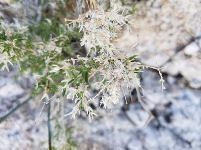 Galium stellatum, photographed by Bob Miller
