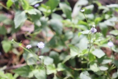 Ageratum gaumeri, photographed by Cenoteando
