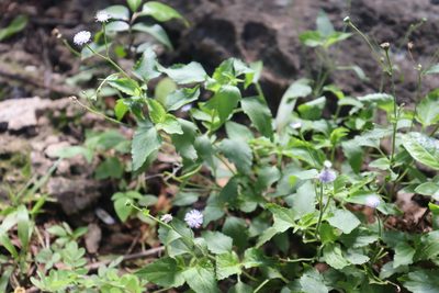 Ageratum gaumeri, photographed by Cenoteando
