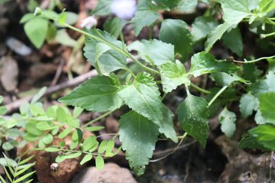 Ageratum gaumeri, photographed by Cenoteando