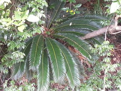 Cycas revoluta, photographed by Steven Bachman