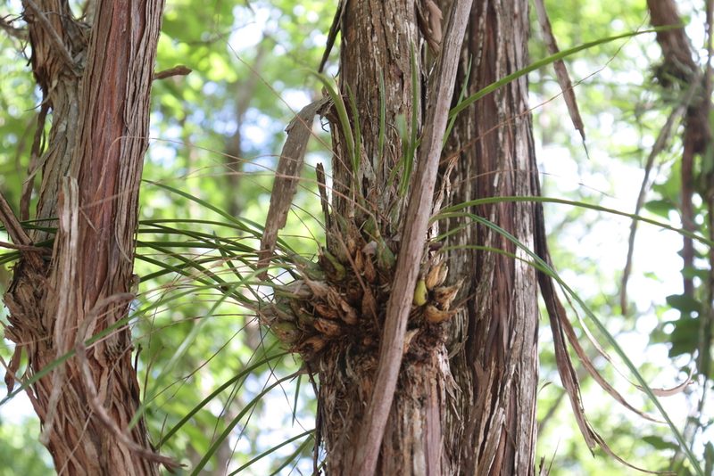 Encyclia nematocaulon, photographed by Cenoteando