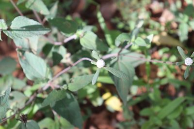 Plagiolophus millspaughii, photographed by Cenoteando