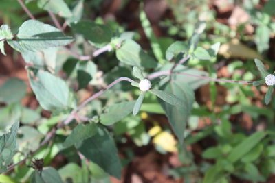 Plagiolophus millspaughii, photographed by Cenoteando