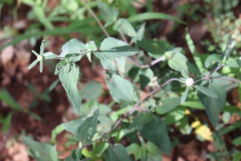 Plagiolophus millspaughii, photographed by Cenoteando