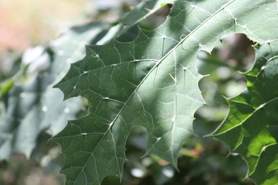 Cnidoscolus souzae, photographed by Cenoteando