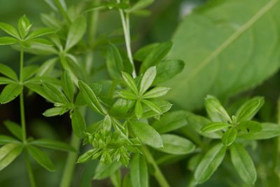 Galium asprellum, photographed by Ivan Wiljanen
