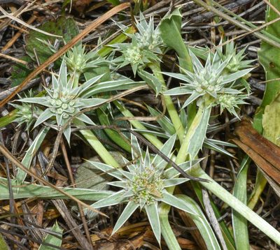 Eryngium armatum, photographed by Don Loarie